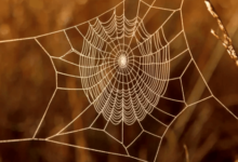 Clipart:3y41ykagago= Spider Web