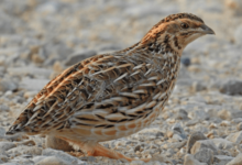 Clipart:8urvcbjffhm= Quail