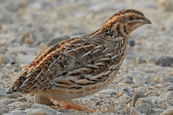 Clipart:8urvcbjffhm= Quail