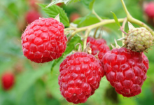 Clipart:9zjaxlpm4xq= Raspberry