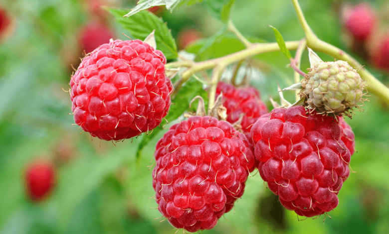 Clipart:9zjaxlpm4xq= Raspberry