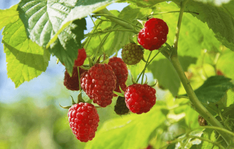 Clipart:9zjaxlpm4xq= Raspberry