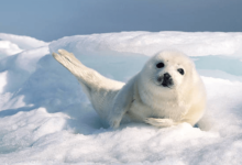 Cute:2yldmejdic4= Harp Seal