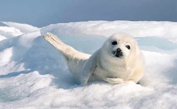 Cute:2yldmejdic4= Harp Seal