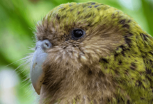 Cute:6suq4wjknra= Kakapo