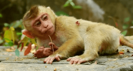 Cute:0wp10zfrtv0= Monkey