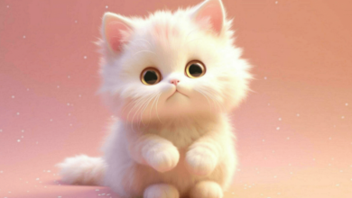 Cute:0mfcr5ogtsk= Kawaii Cat