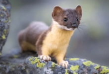 Cute:7yrrfcrqtmi= Weasel