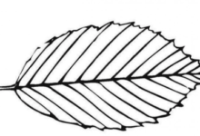 Outline:4olri42aafw= Leaf Clipart Black and White