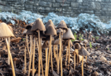 Psilocybin mushrooms