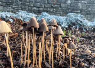 Psilocybin mushrooms