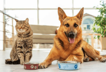 Horse Food: Global Pet Food Market by Region