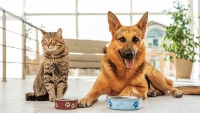 Horse Food: Global Pet Food Market by Region