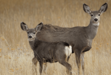 Deer: Predation or Starvation