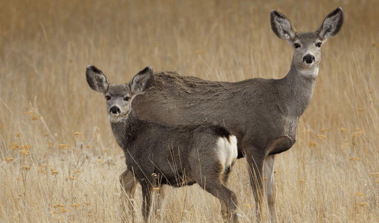 Deer: Predation or Starvation