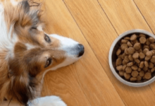 Canidae Dog Food: a Nutritious Choice for Your Furry Friend