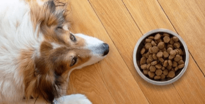 Canidae Dog Food: a Nutritious Choice for Your Furry Friend