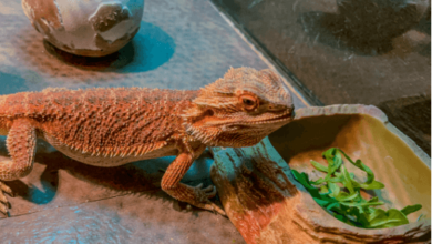 Baby:9s0-91su2ay= Bearded Dragon