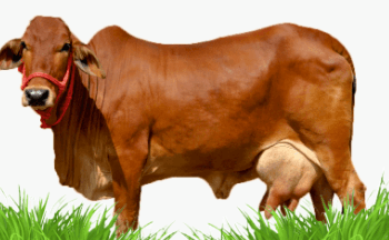 Clipart:_N6r7x-Sehk= Cow Pictures