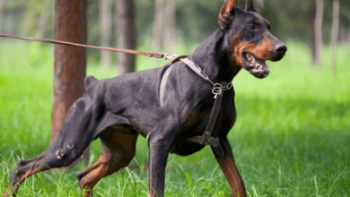 The Value of Doberman Stud Services in Western Tennessee