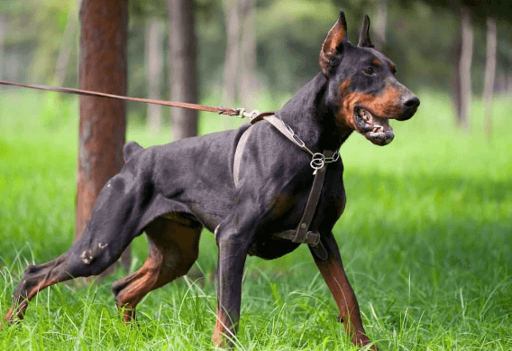 The Value of Doberman Stud Services in Western Tennessee