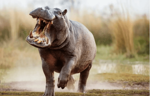 Clipart:-W_Qkq7j4uw= Hippo