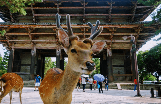 Map:0xefnfv0bty= Nara Japan