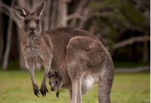 Clipart:55m0xtxspyg= Kangaroo