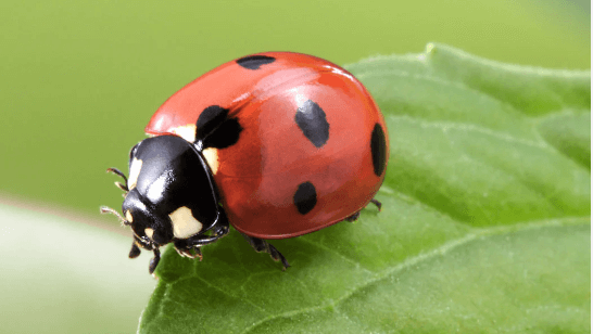 Clipart:_9qlmrib_Wu= Lady Bird