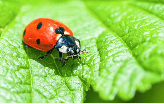 Clipart:_9qlmrib_Wu= Lady Bird