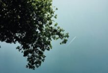 trailblazing apex start market growth