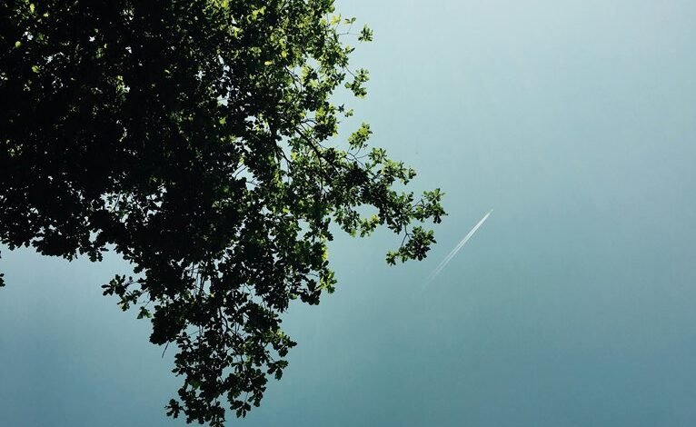 trailblazing apex start market growth