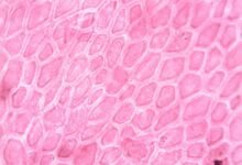 academic histology study insights