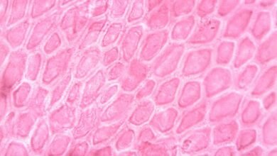 academic histology study insights