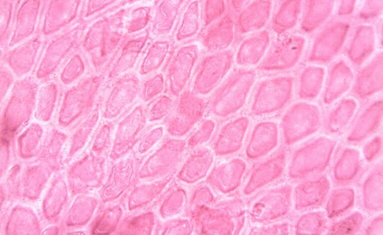 academic histology study insights