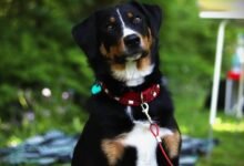 swedish keyword research guide terms