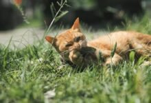 swedish language keyword research hub