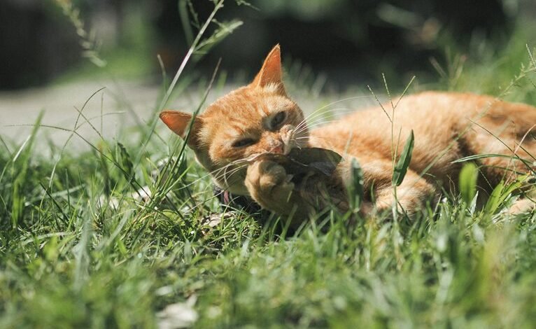 swedish language keyword research hub